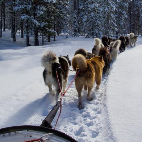 Un hiver à la Pesse