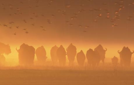 Le bison d'europe, colosse de la forêt